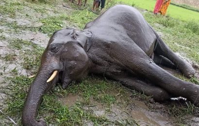 झापामा हात्ती मृत भेटियो