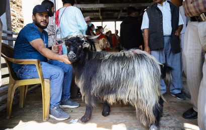 सहुलियत मूल्यमा खसी–बोका धमाधम विक्री हुँदै