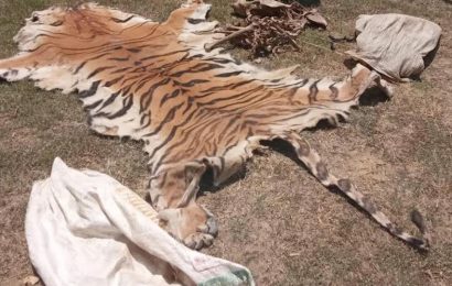 दाङमा बाघको छाला र हड्डीसहित चार जना पक्राउ