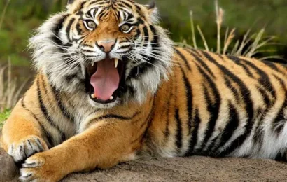बाघको आक्रमणबाट चितवनमा एकजनाको मृत्यु